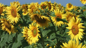 a16ff4eb ceb8 4d2d 96d9 0823fd551c44 - Что недоговаривают астрономы? (Трилогия) (2021)